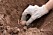 Gräv en fåra som är ungefär tio centimeter djup där du sätter potatisen