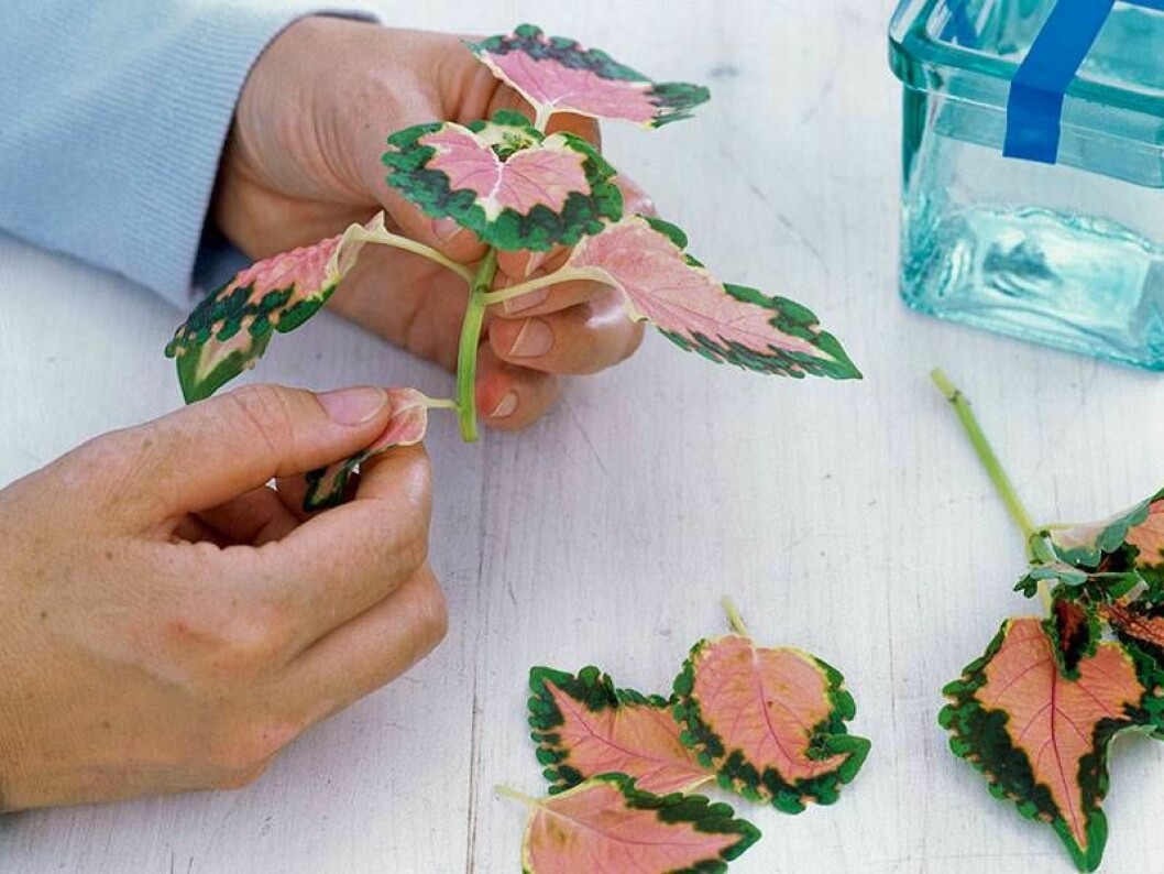 Ta bort blad från en stickling från en palettblomma