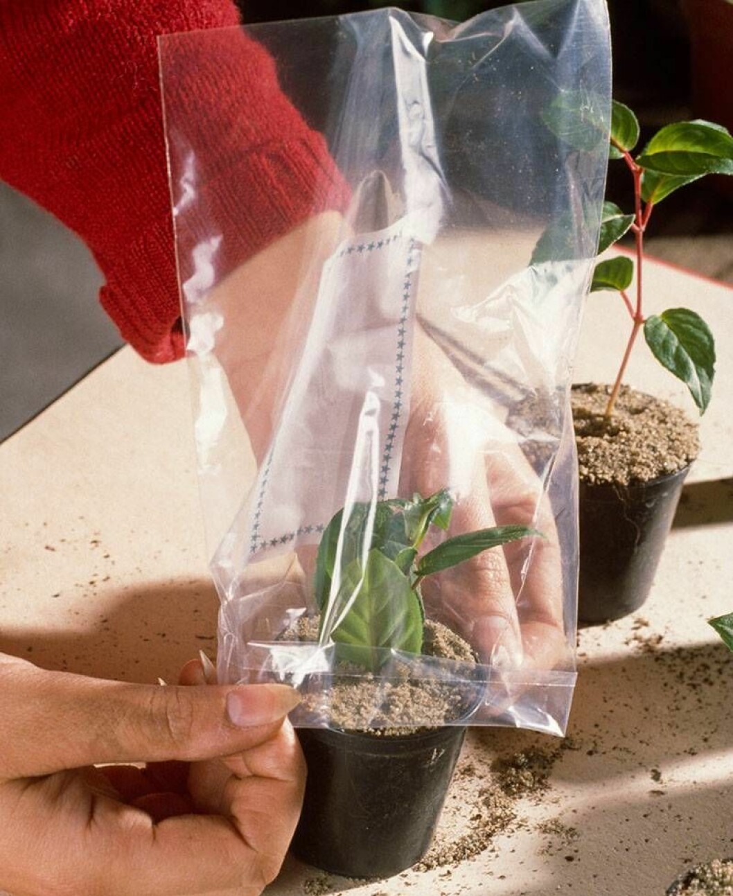 Sätt en plastpåse över din stickling