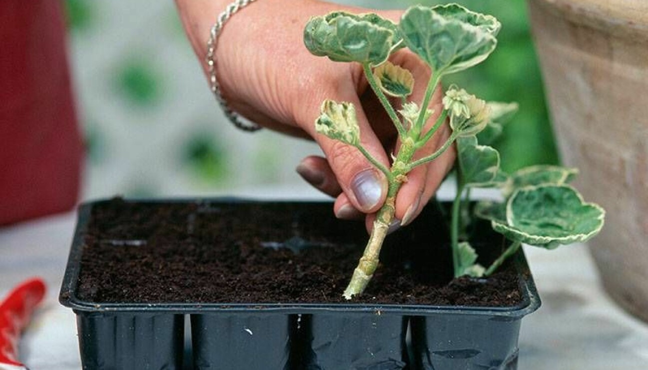 Ett enkelt sätt att föröka växter med sticklingar.