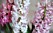 Hyacinten är vi vana vid att dekorera med under julhögtiden, men blomman gör sig även vacker under våren
