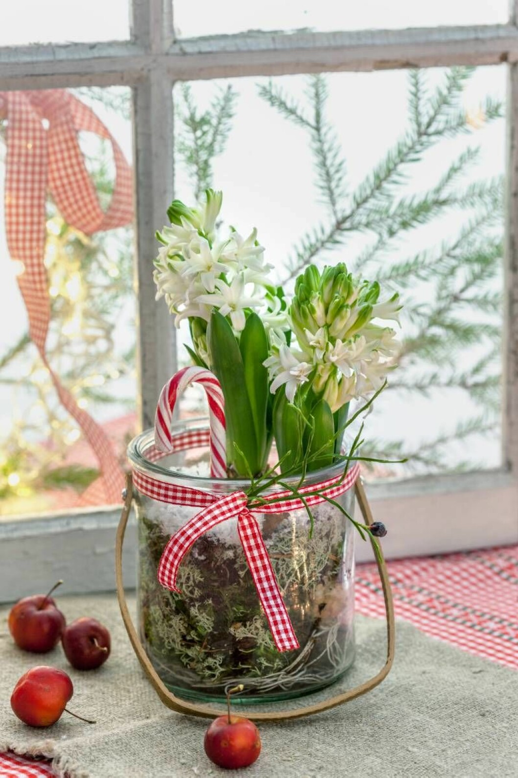 Foto: Anna Skoog Hyacinter