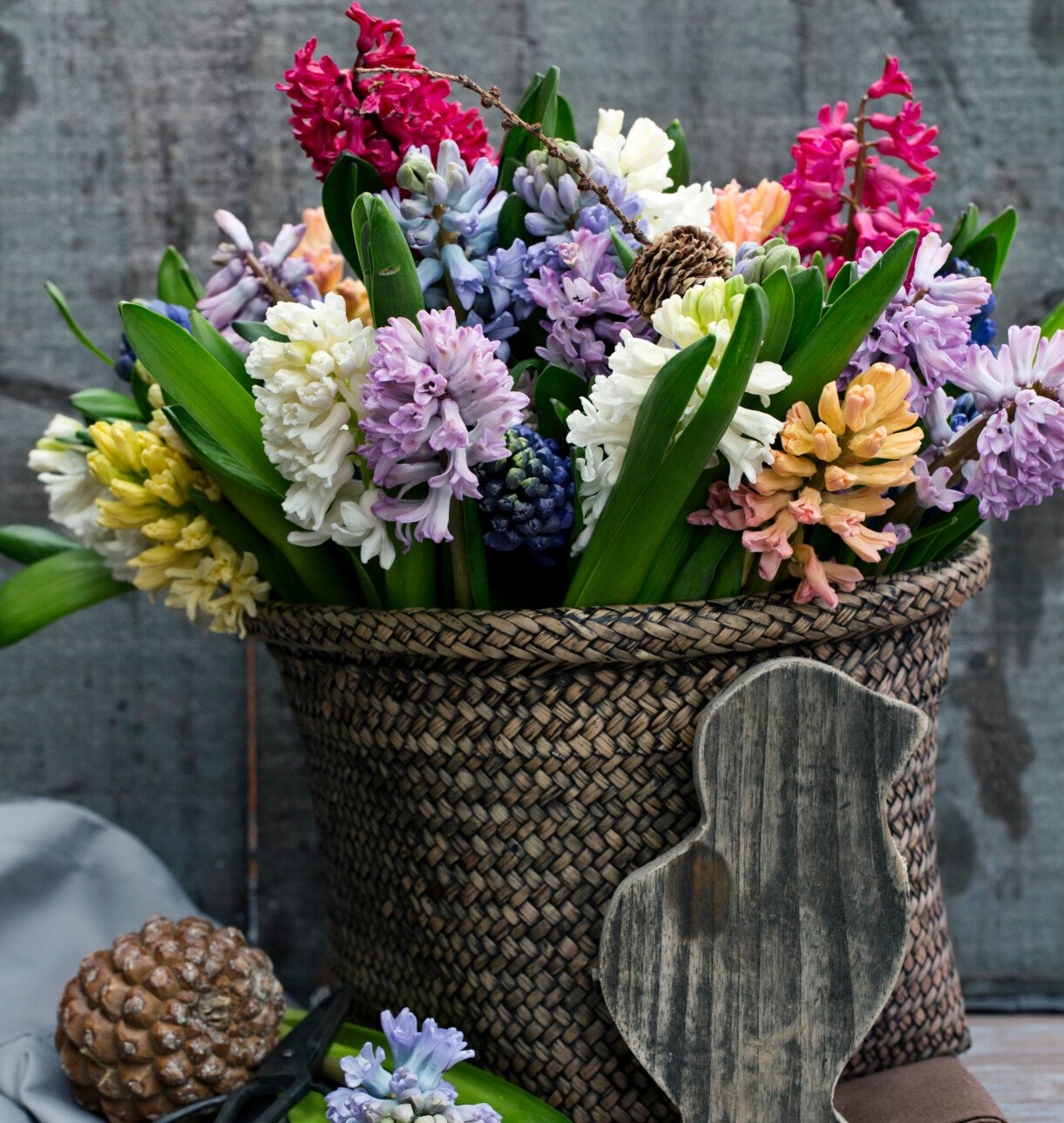 Hyacinter som snittblomma.