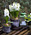 Vita hyacinter i utekrukor.