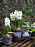 Bild på vita hyacinter i svarta krukor.
