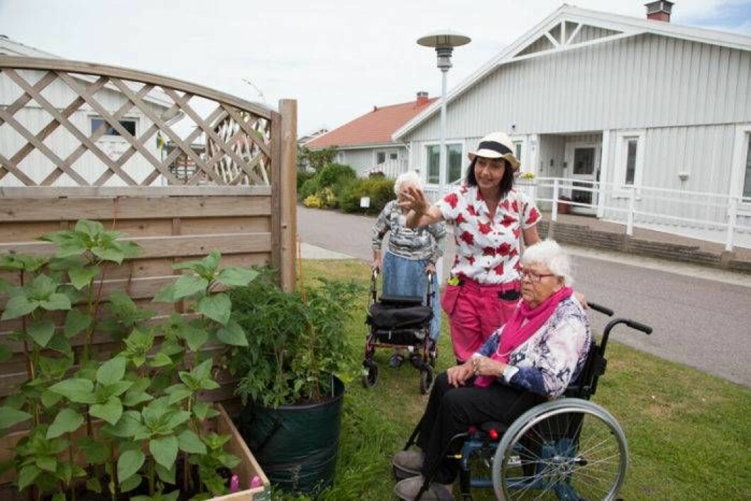 Maria Lindberg beundrar odlingarna tillsammans med Rut Edenhed som bor på Hyllie parks äldreboende. I bakgrunden syns Inga-Lisa Lindberg. Foto: Minna Wallén-Widung Maria Lindberg beundrar odlingarna tillsammans med Rut Edenhed som bor på Hyllie parks äldreboende. I bakgrunden syns Inga-Lisa Lindberg.