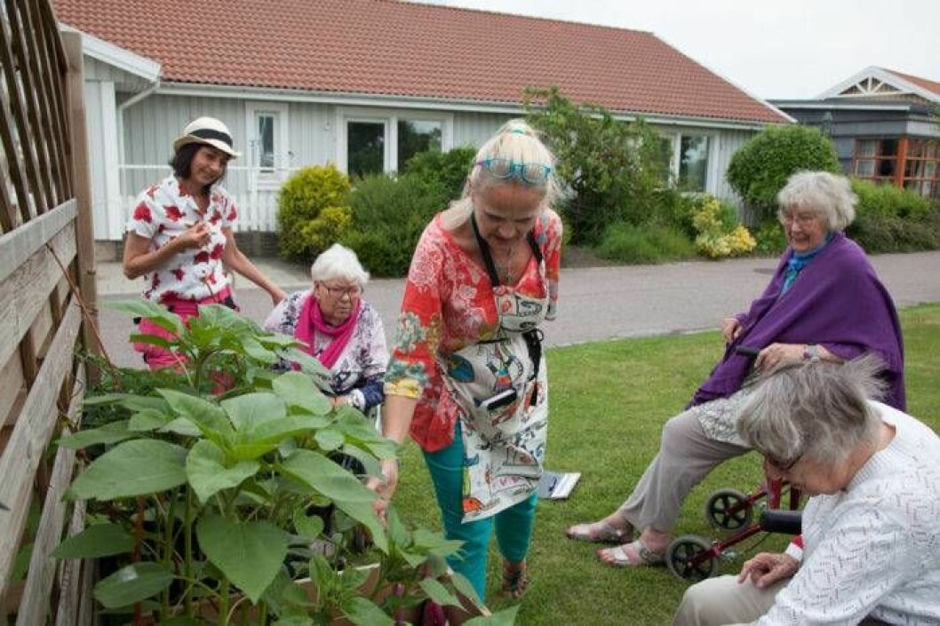 Att se något man själv har odlat växa och frodas, stärker de äldres självförtroende. Från vänster syns Maria Lindberg, Rut Edenhed, Ninna Fredriksson, Mimmi Glennmo och Signe Andersson. Foto: Minna Wallén-Widung Att se något man själv har odlat växa och frodas, stärker de äldres självförtroende. Från vänster syns Maria Lindberg, Rut Edenhed, Ninna Fredriksson, Mimmi Glennmo och Signe Andersson.