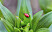 En röd liljebagge på en grön växt.