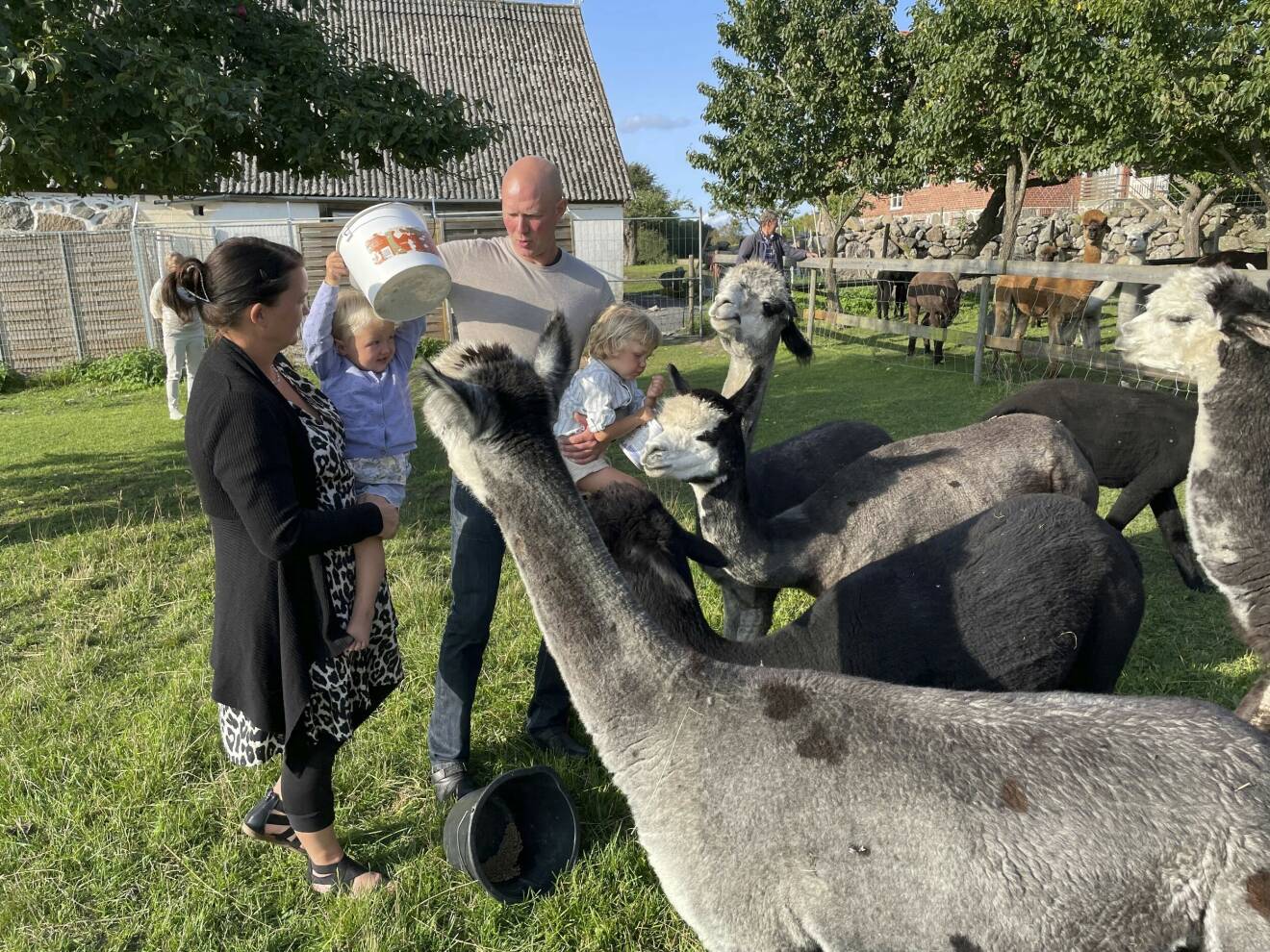 Anna-Klara Molin och Fredrik Larsson matar sina alpackor tillsammans med sina barn.