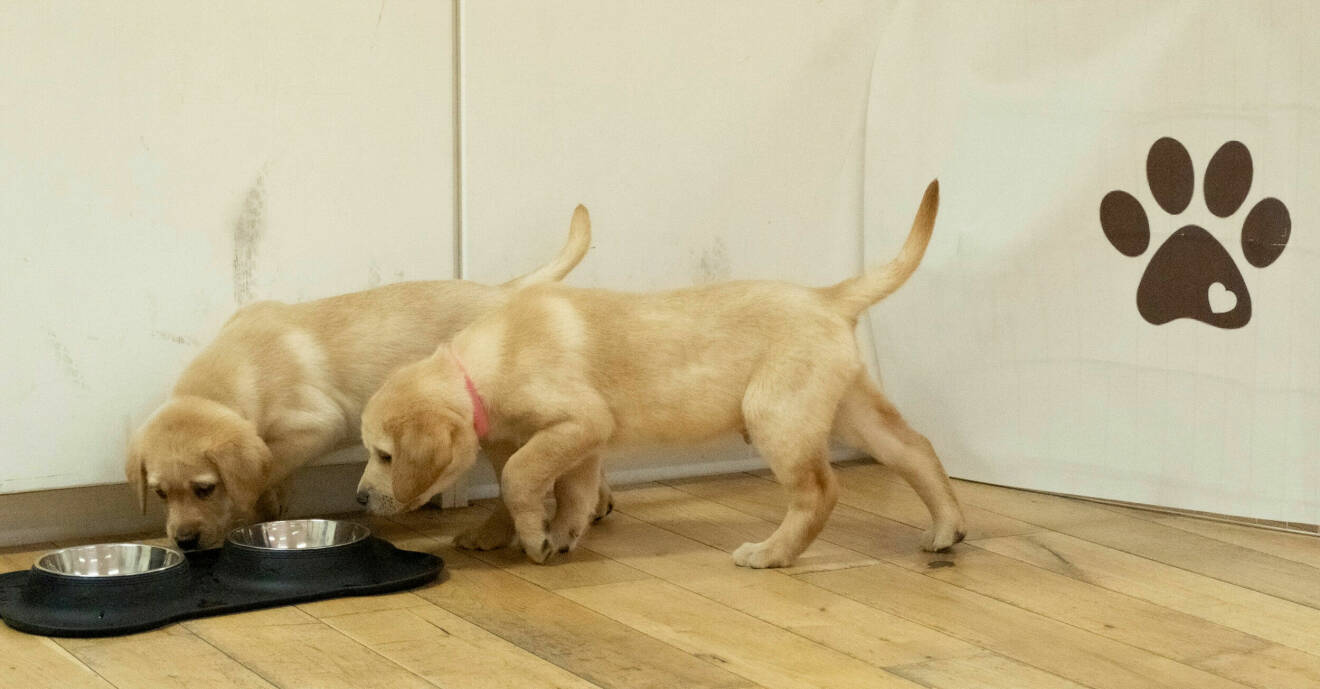 Hundar dricker ur skål