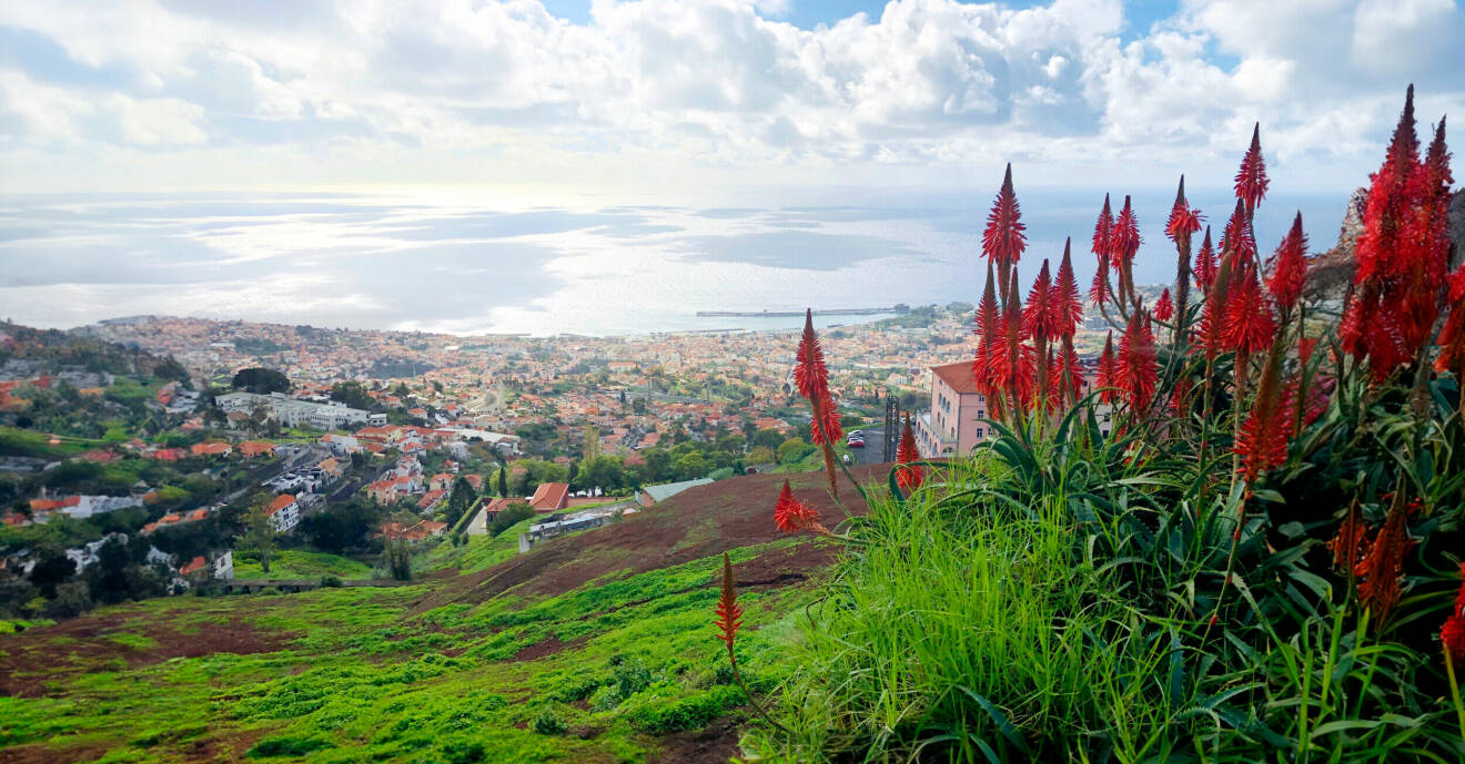 Vackra röda blommor i förgrunden och utsikt över Madeira.