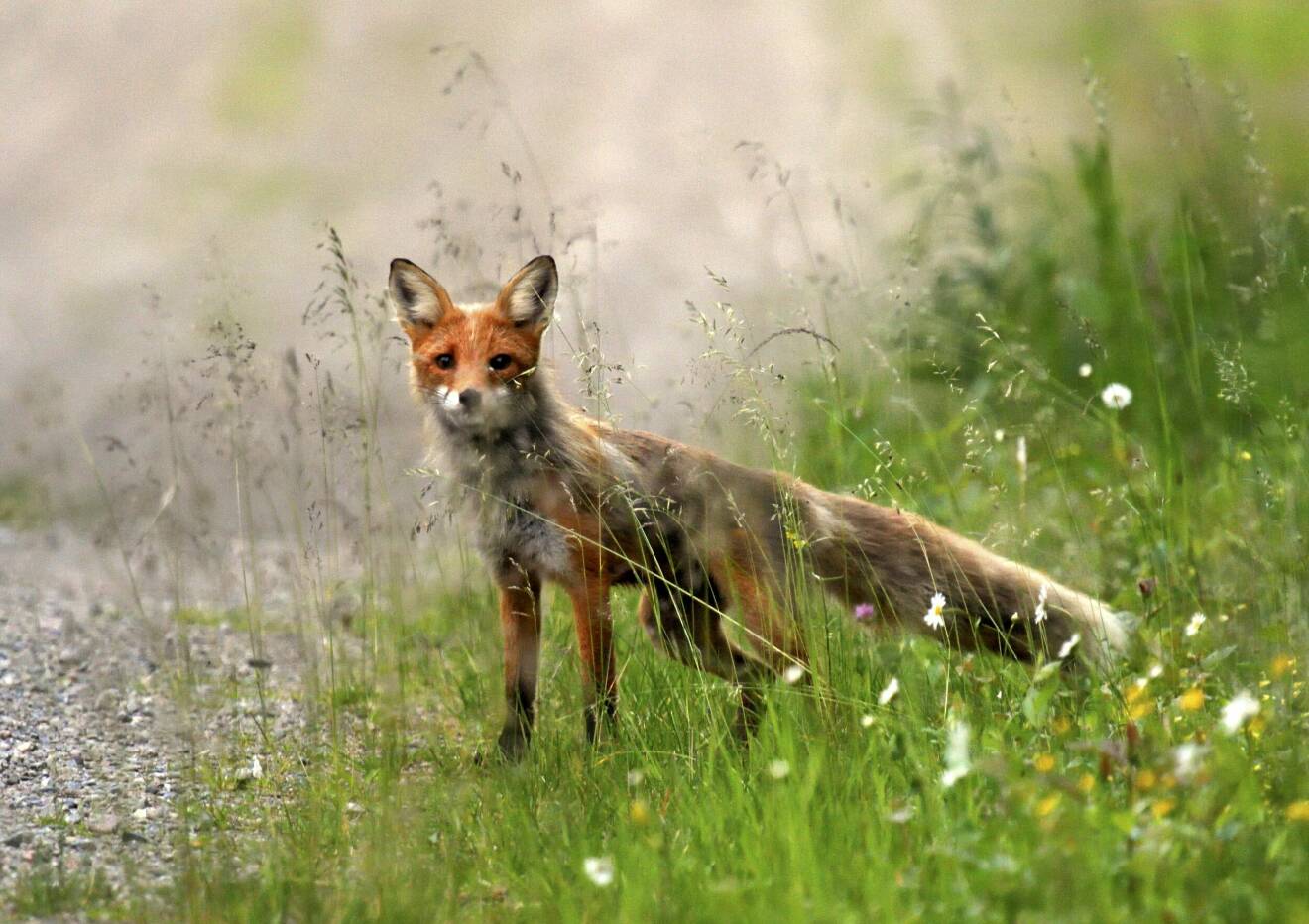 En räv kikar fram bakom högt gräs.