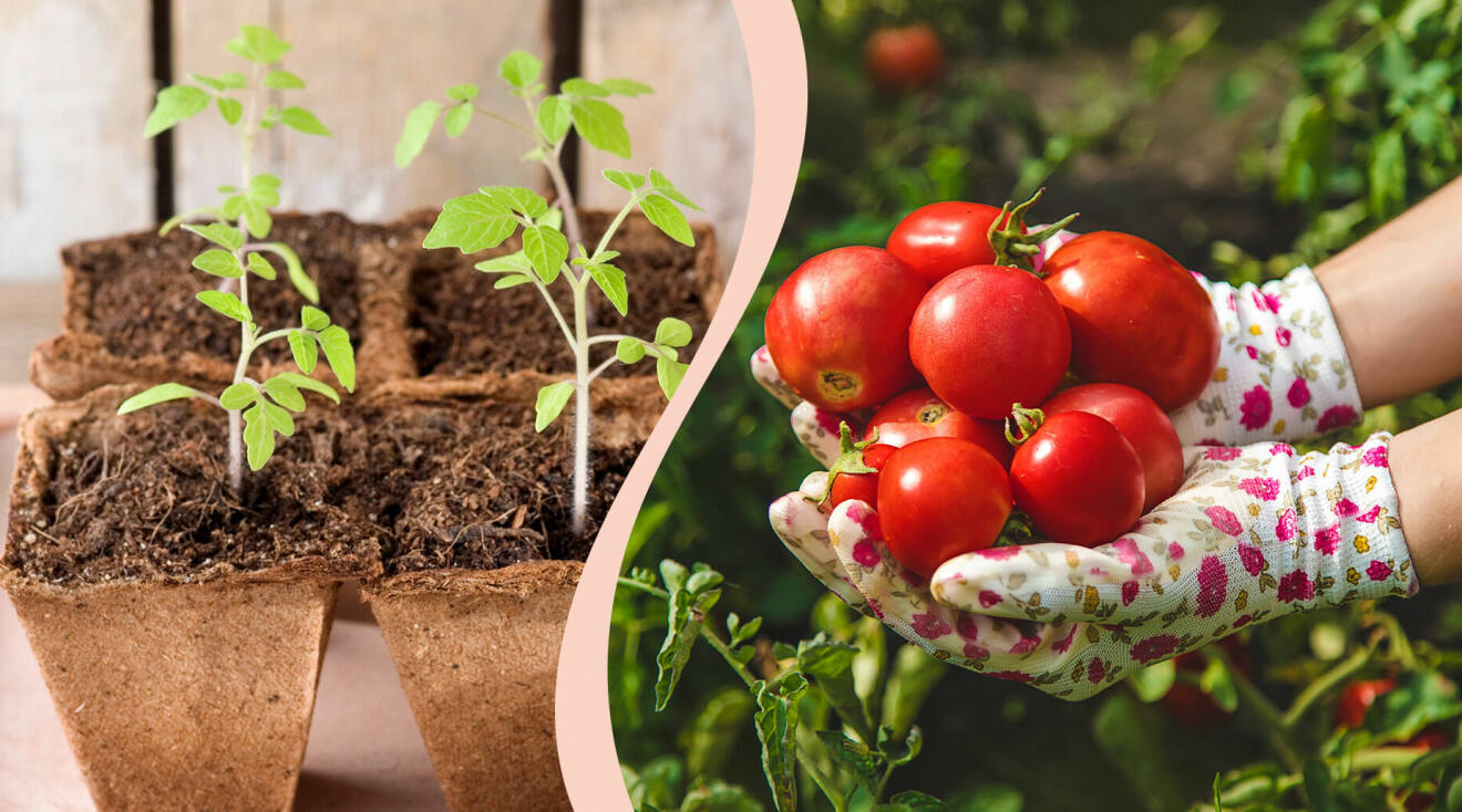 Dags att förgro tomaterna! Se Allas bästa tips för en lyckad tomatodling
