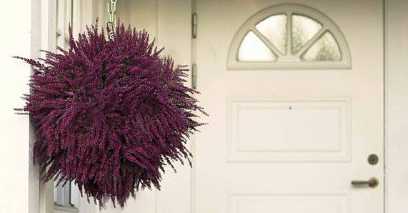 En lila ljungboll hängandes i en kedja utanför en vit ytterdörr