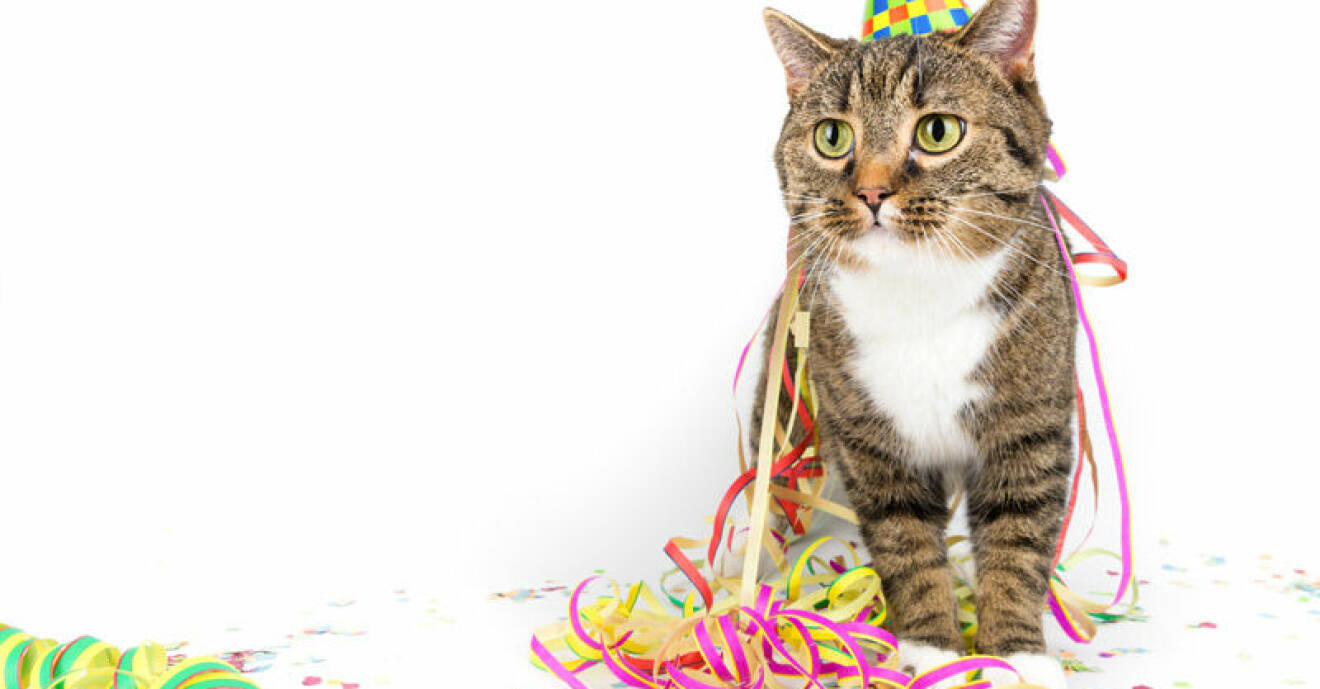 En katt med partyhatt och färgglada serpentiner på sig och framför sig.
