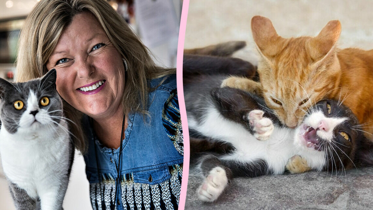 Ska du skaffa en till katt? Bästa tipsen från kattpsykolog. | Allas