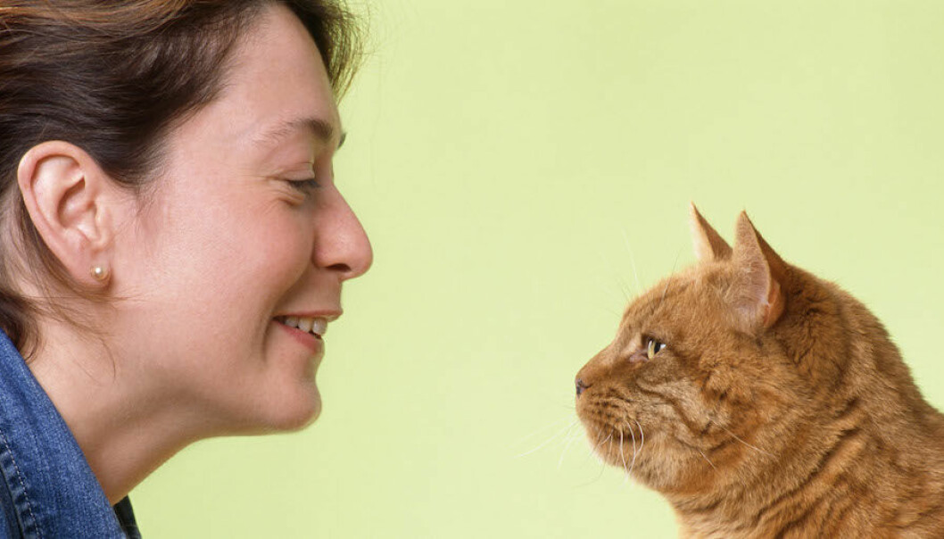 Hur Manga Kattar Pa Ett Manniskoar Kattexperten Svarar Allas Se