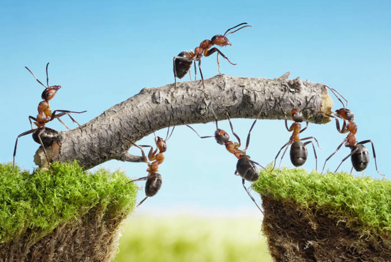 10 bästa tipsen mot myror! – Myror bygger en bro av en pinne.
