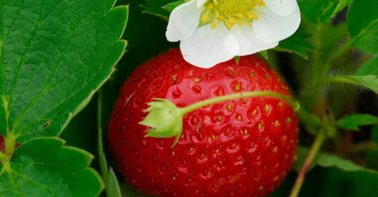 Här kan du själv plocka jordgubbar.