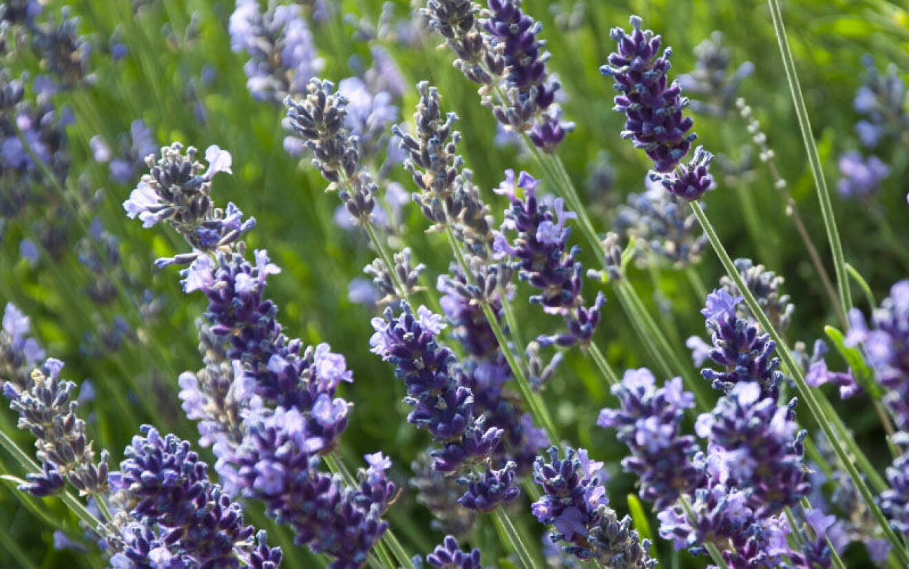 Lavendeln kan användas färsk, både blommorna och bladen, eller torkad.