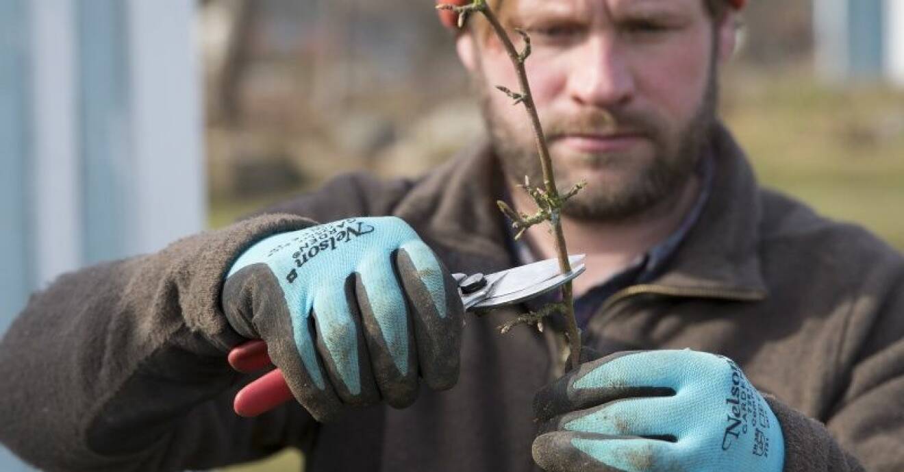Trädgårdsmästare Henrik Hanell visar hur du beskär fruktträdet så att det får en krona.