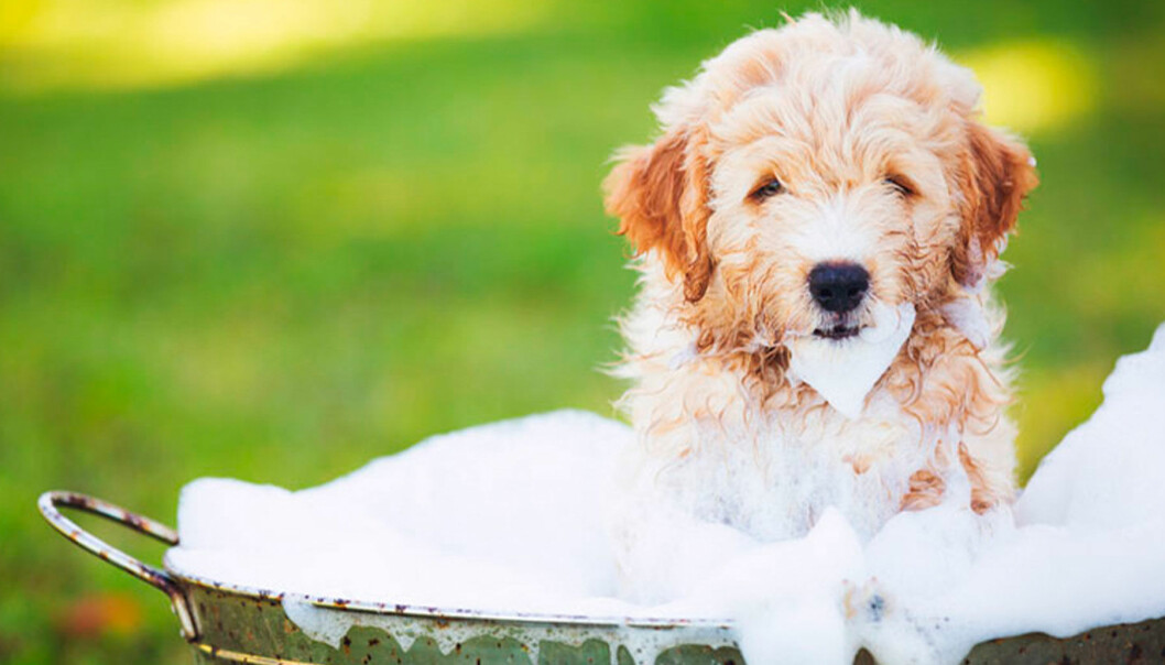 Skinande blank diskbänk Skinande blank diskbänk