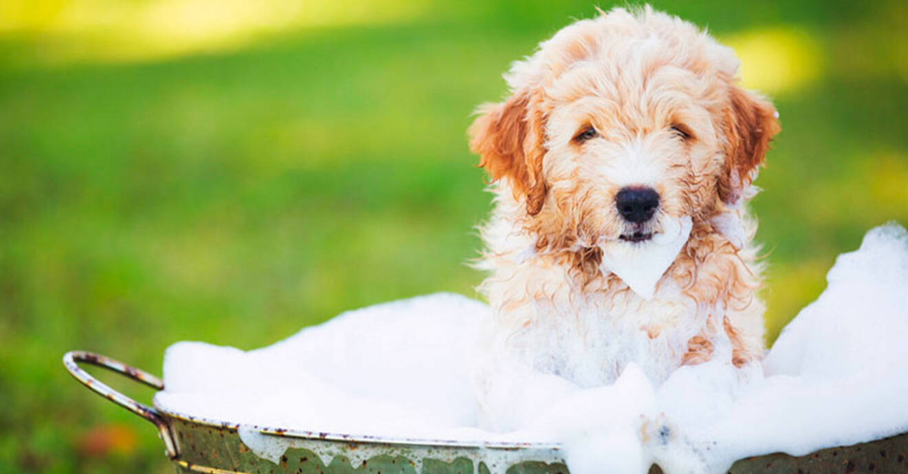 Förebygg loppor hos hunden med ett bad med diskmedel.