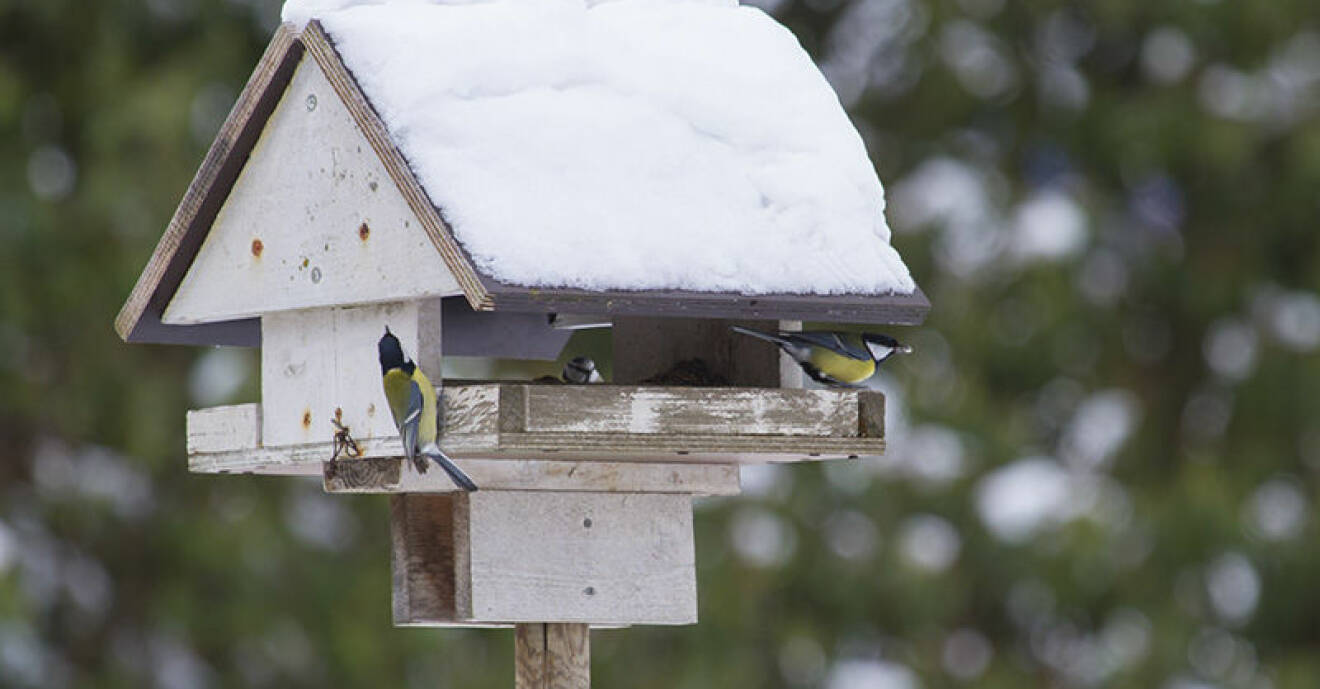 Här är sex saker du ska undvika när du matar småfåglar i vinter.