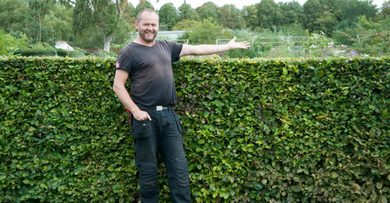 Här tipsar trädgårdsmästare John Taylor om hur du väljer rätt häck till trädgården.