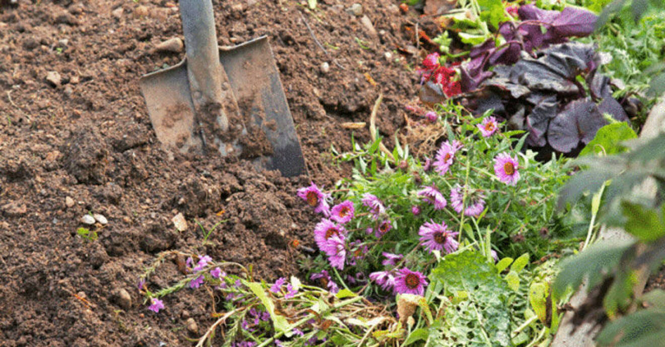 För att få det att växa och gro ordentligt i en odlingslåda eller pallkrage så måste man gödsla. Kompost, guldvatten och nässelvatten gör tricket!