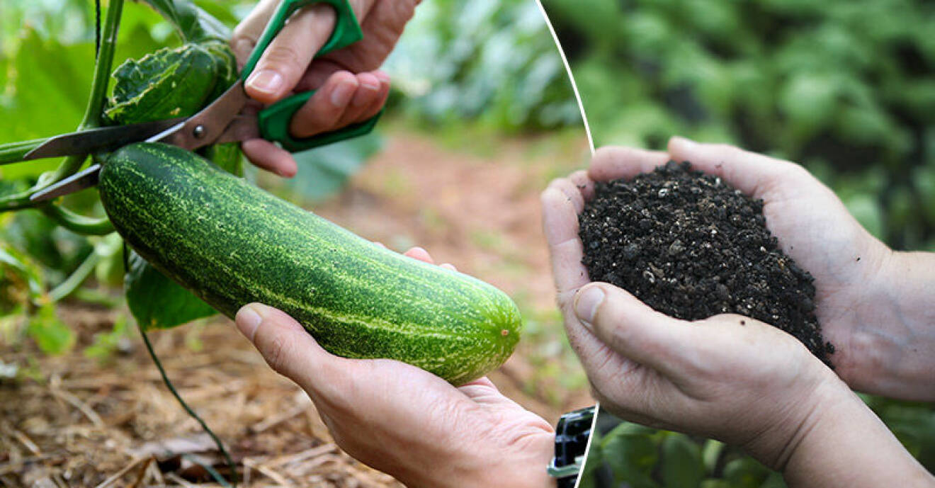 Ska du odla gurka? Då bör du undvika krukor med den nya kemikalien.
