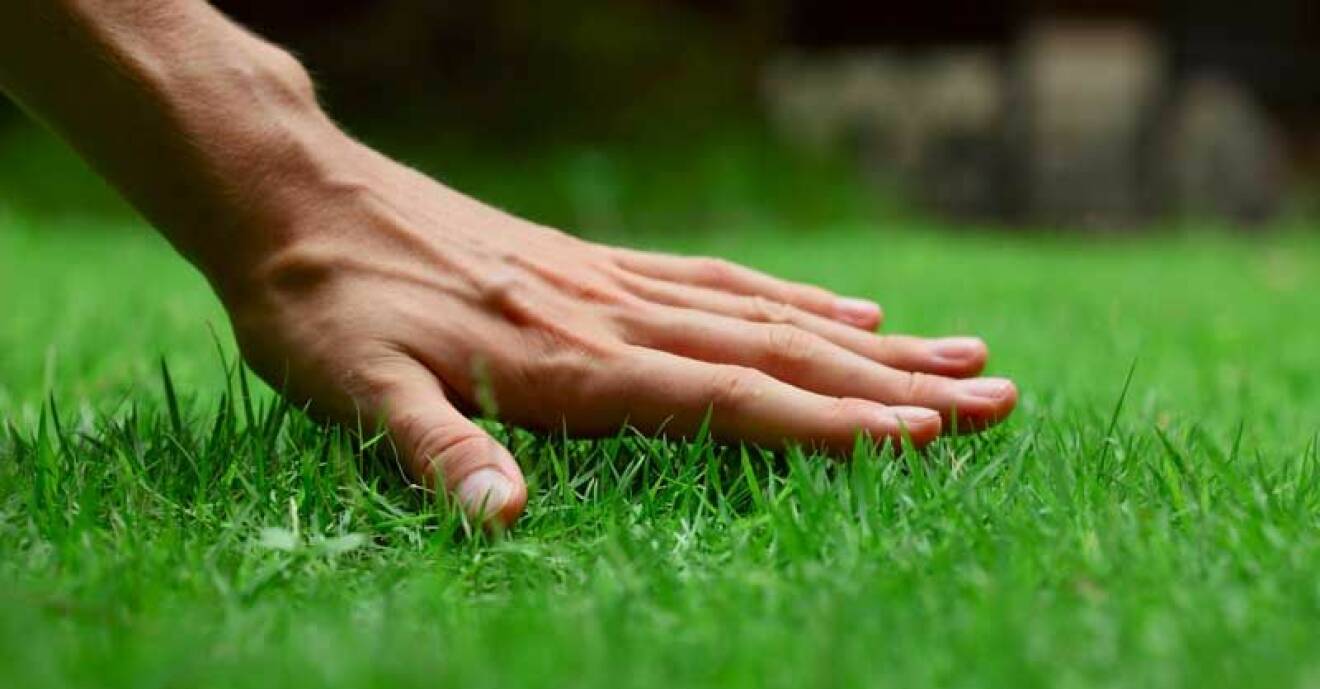 En perfekt klippt gräsmatta är något vi alla vill ha.