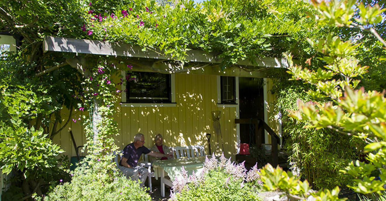 Här i Falkenberg har Tommy och Ilona skapat ett paradis för fjärilar i trädgården.