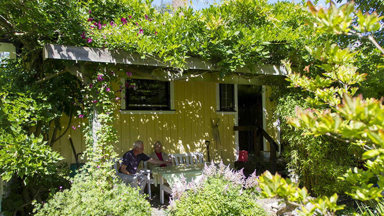 Tommy och Ilona Ekmark har skapat ett paradis för fjärilar och andra insekter i villaträdgården i Falkenberg.