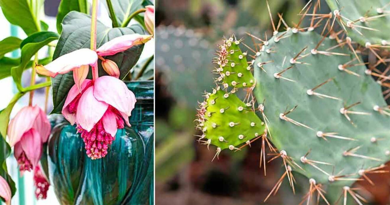 Rosenskärm och kaktus. Krukväxter finns i alla varianter.