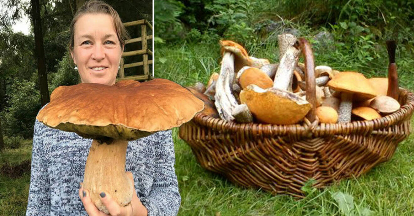 Helen Osbjer hittade en Karl Johan svamp stor som en stubbe!