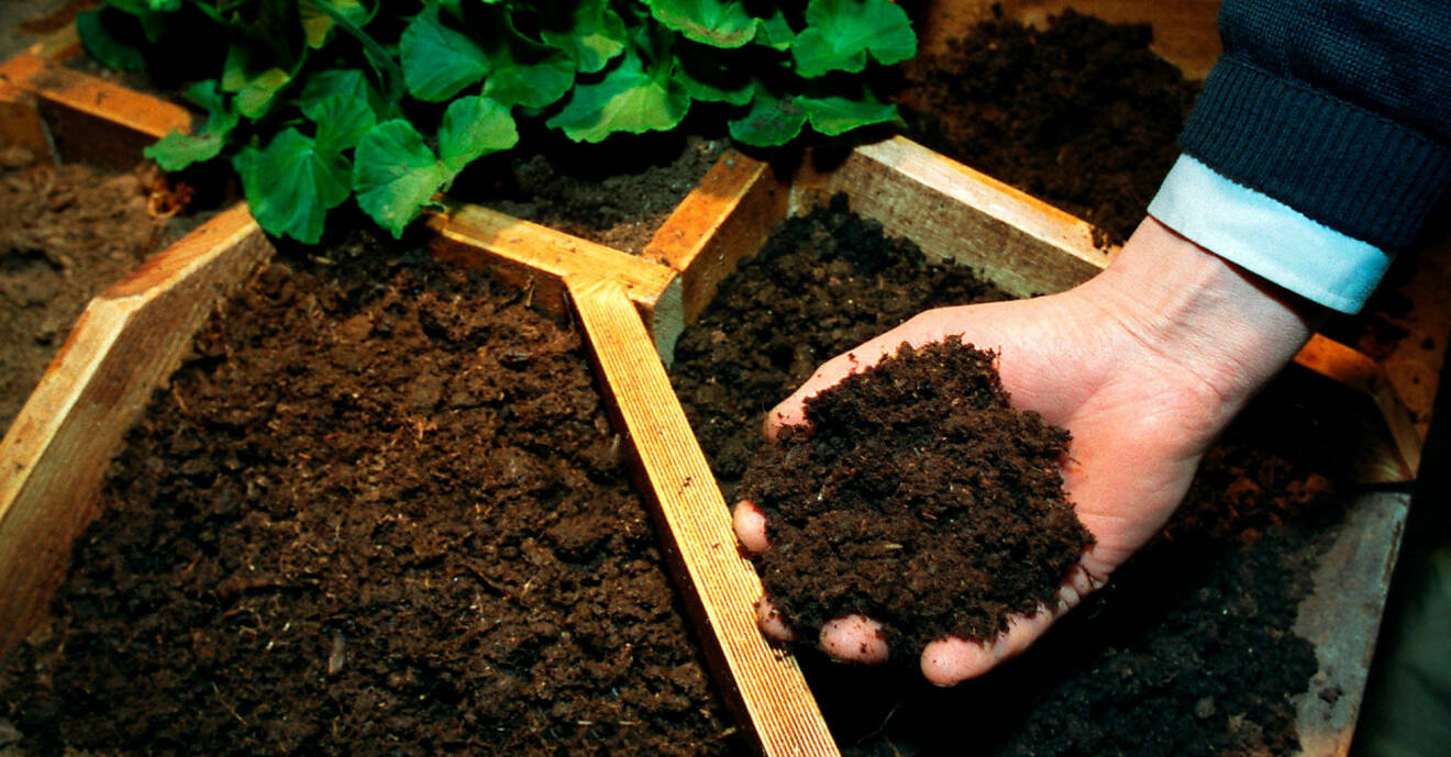 Är din jord sur, neutral eller basisk? Ta reda på svaret med detta enkla husmorsknep.