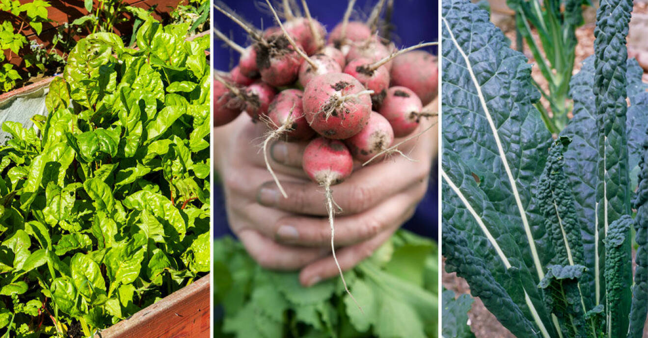Köksträdgård eller grönsaksland, tips från experter, odla