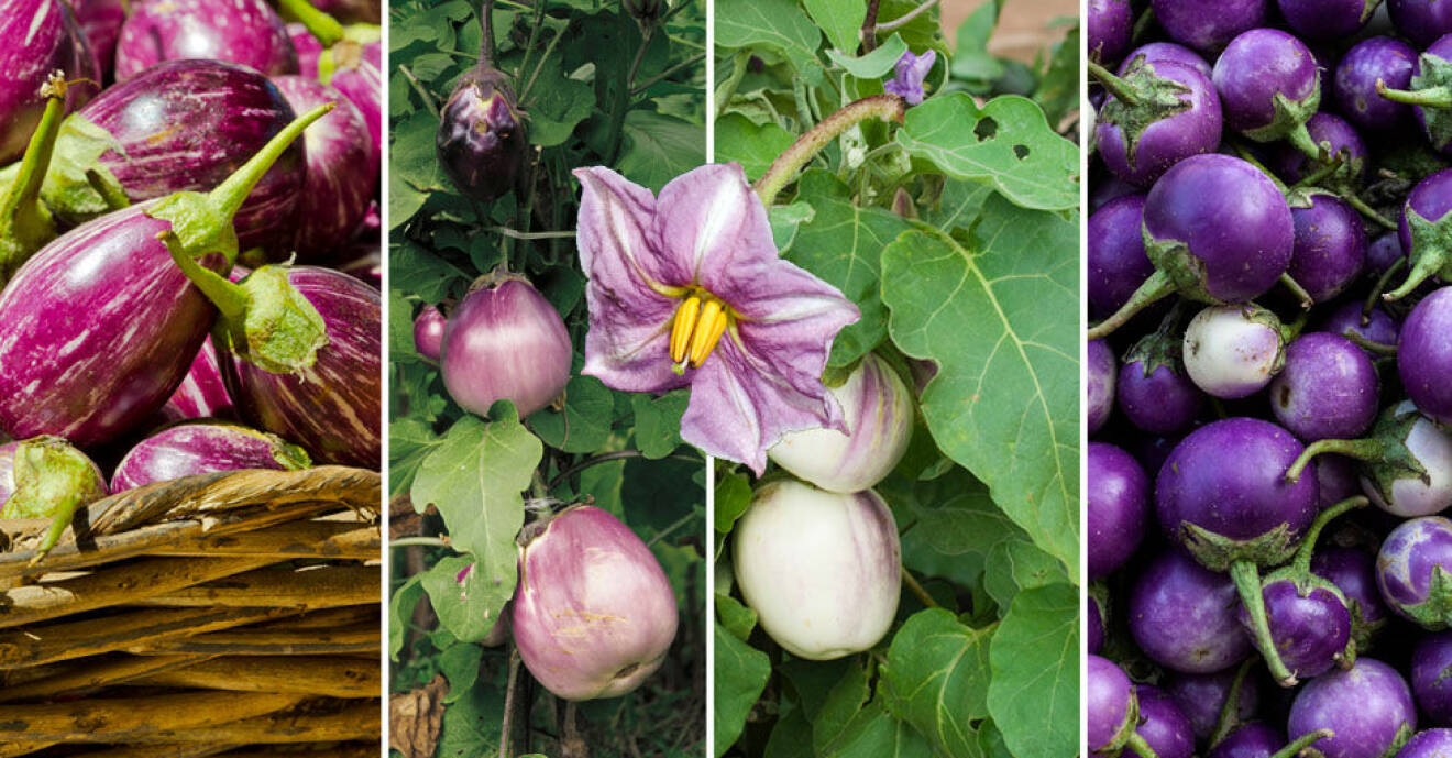 Börja odla aubergine inomhus, flytta sedan ut de till växthus eller varm plats utomhus.
