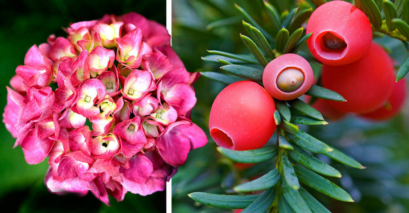 Hortensia och idegran – två giftiga blommor du kanske har hemma i trädgården.