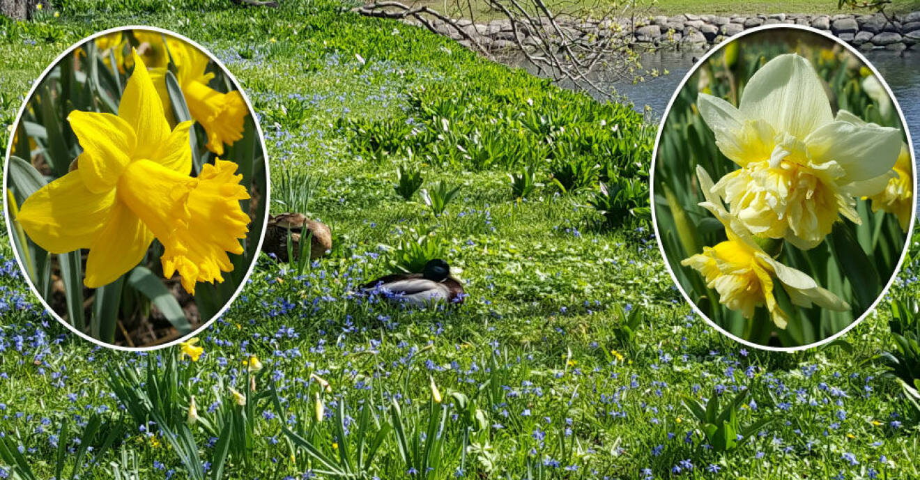 Narcisser blommar mellan april och maj. Sommarmånaderna vilar den sig och till hösten börjar den växa igen.