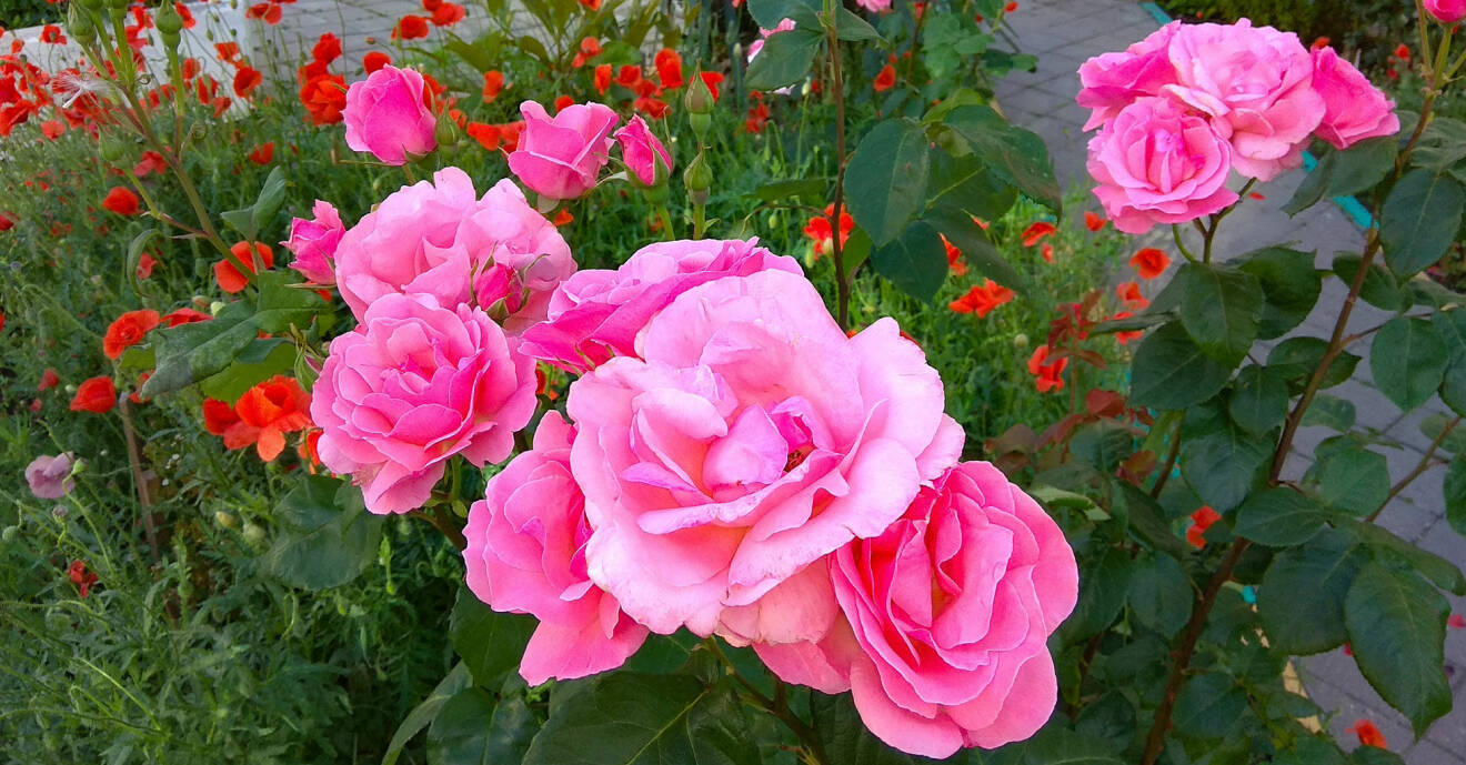 Rosa rosor i en trädgård