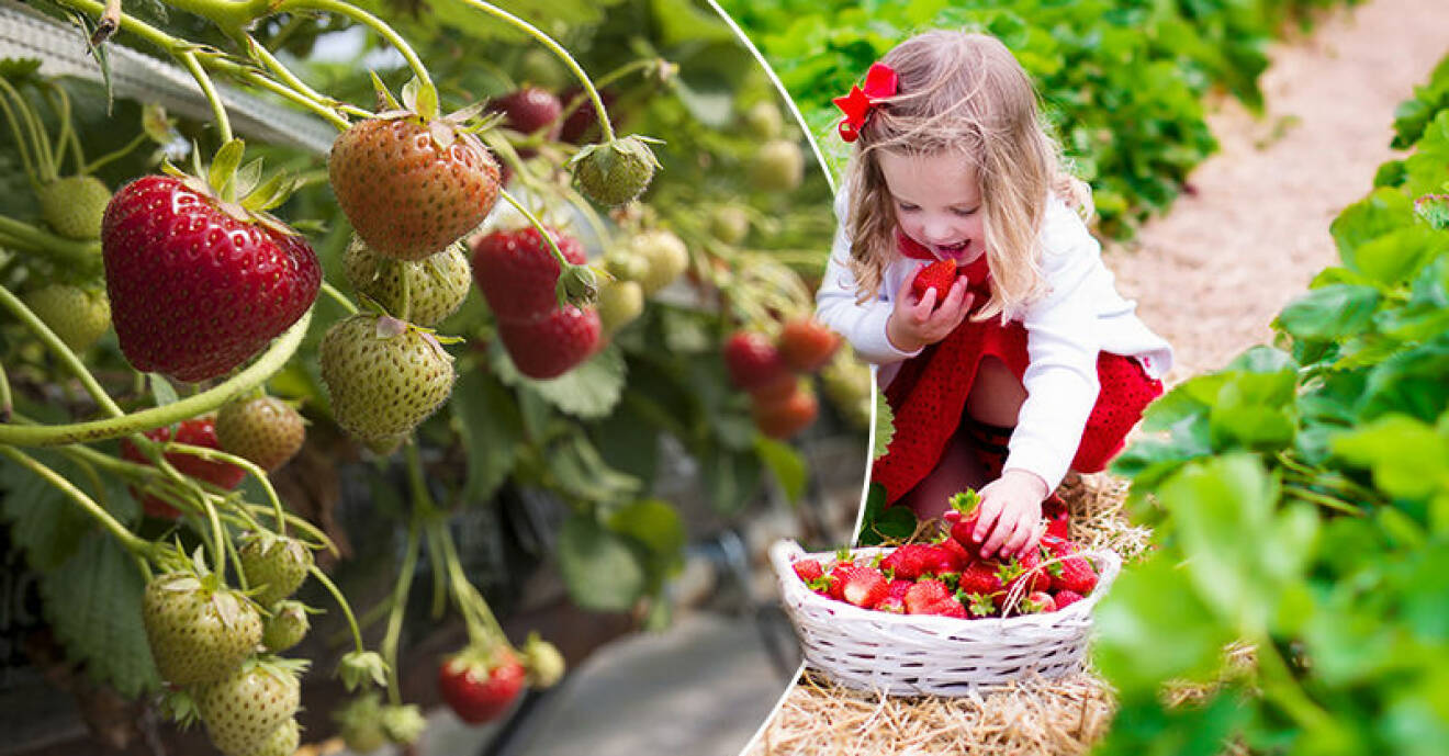 En flicka plockar jordgubbar och äter.