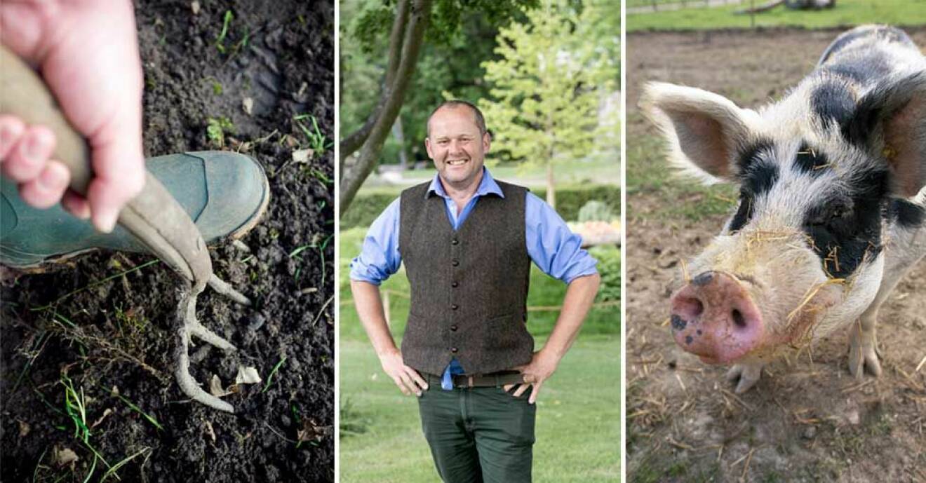John Taylor tipsar om hur du får bra planteringsjord, bland annat genom att hyra in grisar!