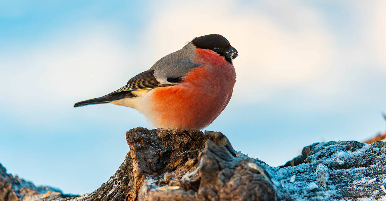 Småfåglar kan vara svåra att identifera – men vi hjälper dig. Här har du till exempel en domherre.