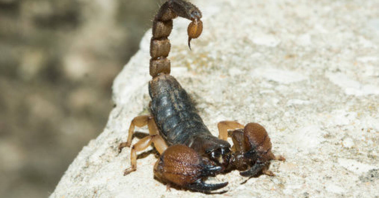 giftig skorpion
