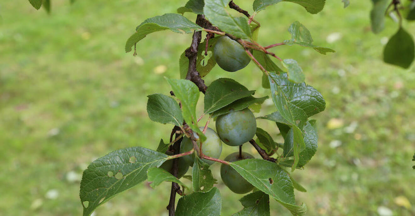 plommonträd behöver ofta lång tid för att etablera sig och få frukt.