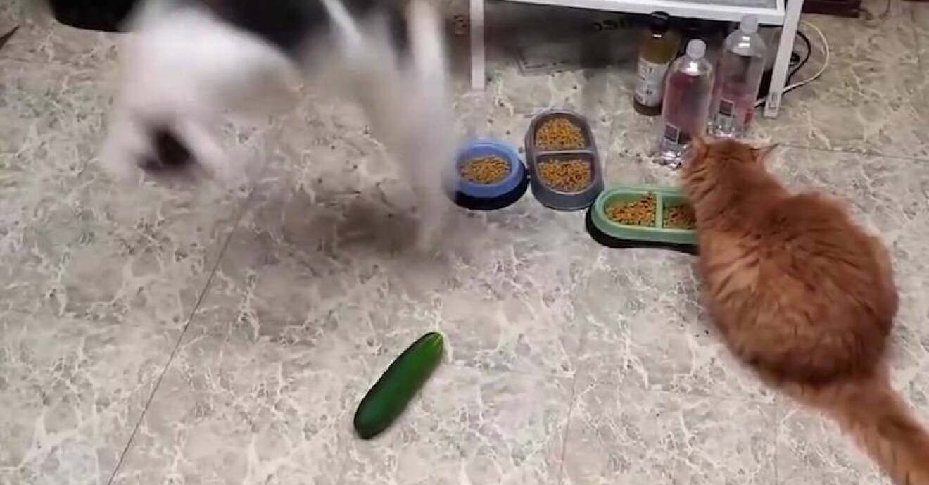 Katt som blir rädd för en gurka.