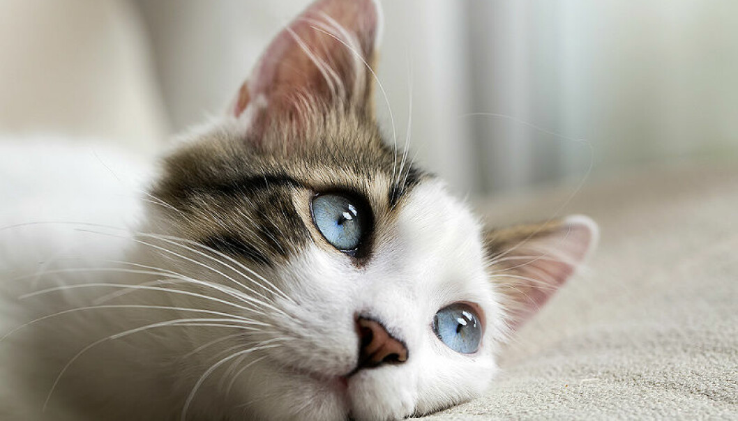 sköldkörtelproblem katt symptom sköldkörtelproblem katt symptom