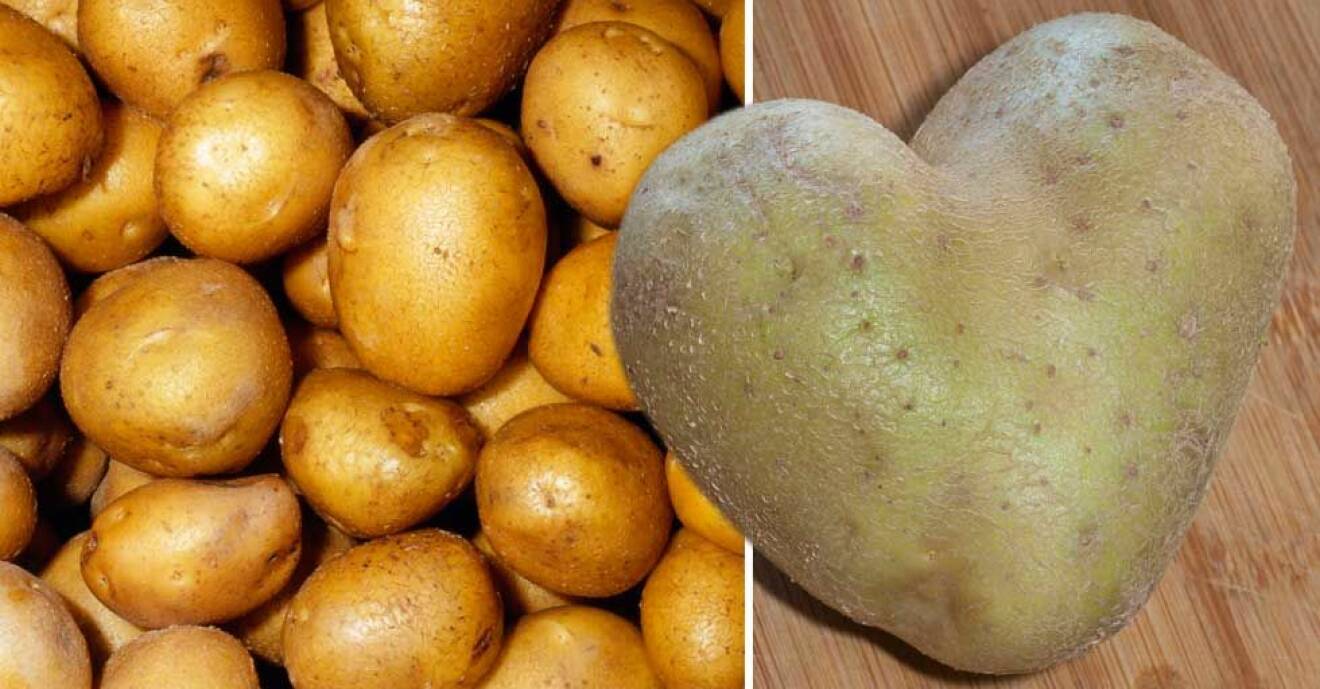 Här är fyra smarta saker du kan använda potatis till – förutom att äta den.